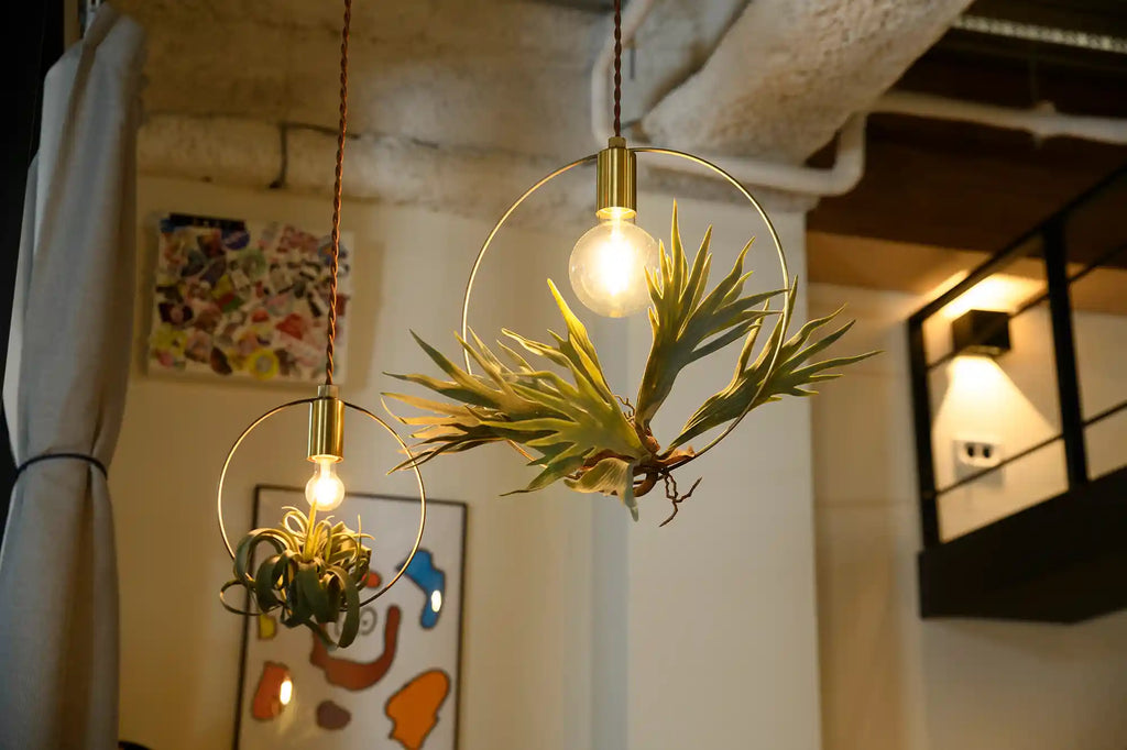 BOTANIC HANGING WIRERING LIGHT